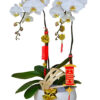Hoa Lan Hồ Điệp OR 051