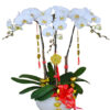 Hoa Lan Hồ Điệp OR 052