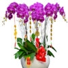 Hoa Lan Hồ Điệp OR 054