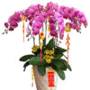 Hoa Lan Hồ Điệp OR 055