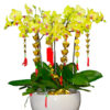 Hoa Lan Hồ Điệp OR 056