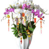 Hoa Lan Hồ Điệp OR 057