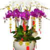 Hoa Lan Hồ Điệp OR 058