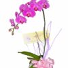 Lan Hồ Điệp OR 33