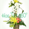 Hoa bình V 035
