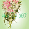Hoa cầm tay cô dâu W 077