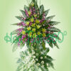 Hoa chia buồn SSF 013