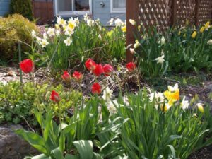 hoa-tulip-do1