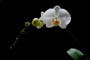 lan-ho-diep-tang-sep-nam