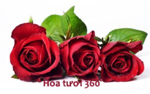 y-nghia-cua-hoa-hong-va-cach-tang