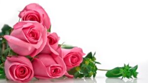 Hoa hồng là loài hoa được lựa chọn cho sự khởi đầu mới