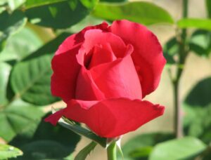 Hoa hồng - Loài hoa của tình yêu
