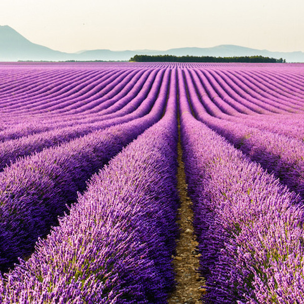 Hoa lavender được trồng rất nhiều tại châu Âu