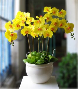 Phi điệp có nhiều màu sắc cho khách hàng lựa chọn