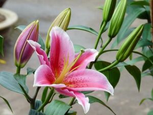 Lựa chọn hoa ly nở vừa không có nhụy vàng vương vãi