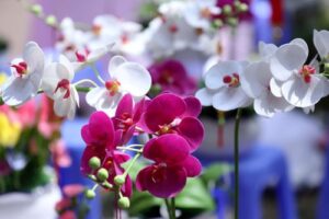 Hoa Lan là một loài hoa có thể làm quà tặng dịp Tết