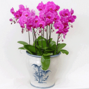 Hoa Lan thể hiện được sự tôn kính và sang trọng