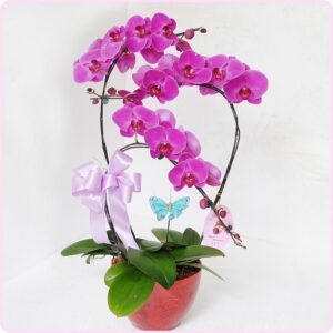 Lan Hồ điệp mang lại may mắn và tài lộc cho người nhận