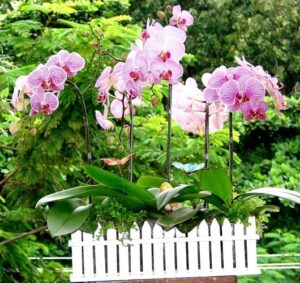 Hoa lan được ưa chuộng dịp Tết bởi chất lượng đẹp độ bền cao
