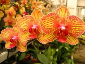 Lan Hồ điệp chính là vị thần tình yêu