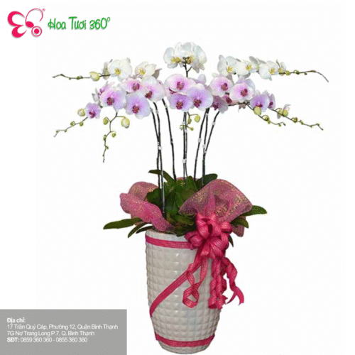 Hoa Tươi 360 sẽ giúp bạn gửi gắm cảm xúc qua từng cánh hoa chúc mừng