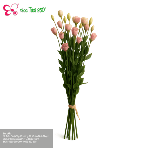 Hoa Cát Tường - Sự Dịu Dàng Của Một Tình Yêu Biết Lắng Nghe