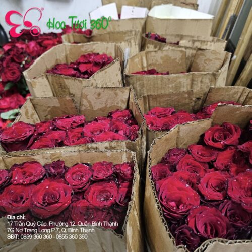 Điện Hoa Toàn Quốc