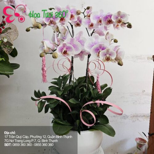 Hoa Để Bàn Làm Việc
