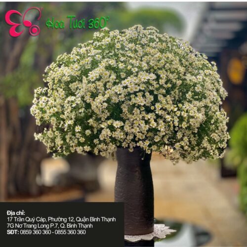 Hoa Để Bàn Làm Việc