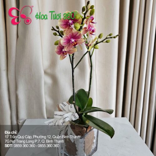 Hoa Tươi Tháng 10