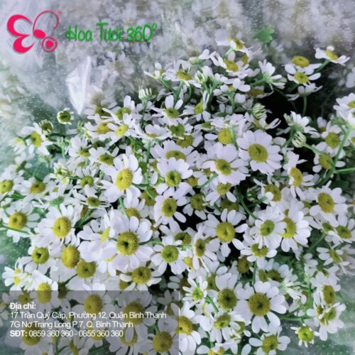 Hoa tươi tháng 11