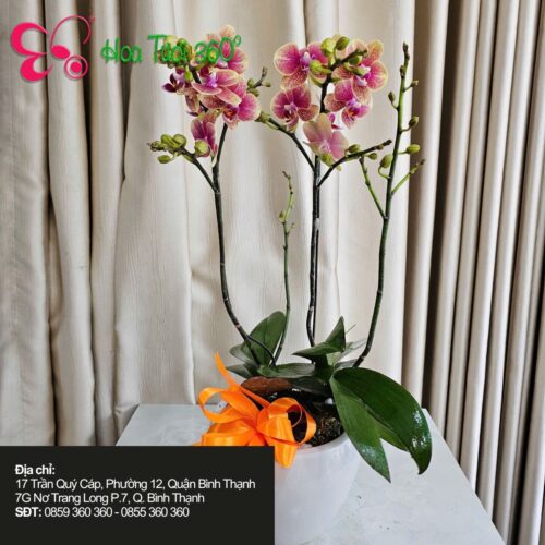 Hoa tươi tháng 11